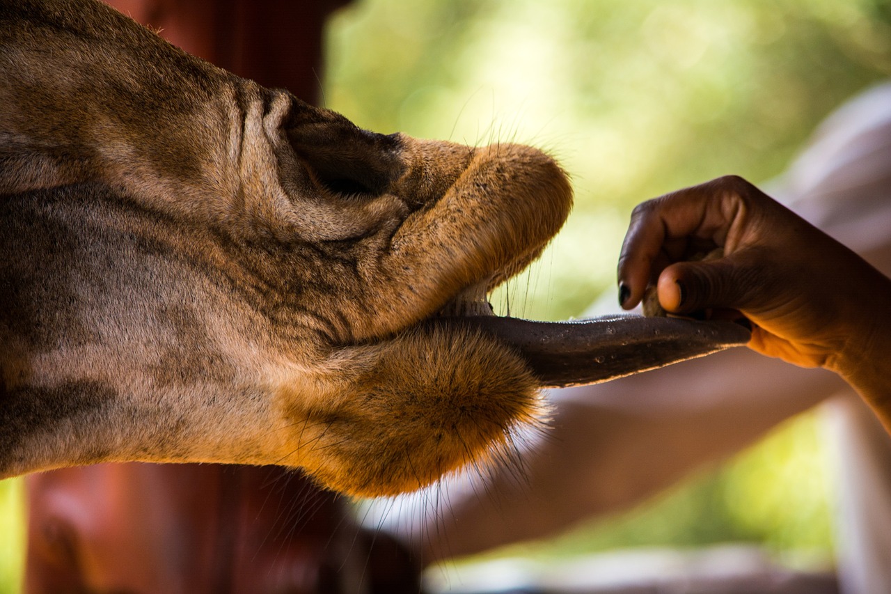 giraffe wildlife animal free photo