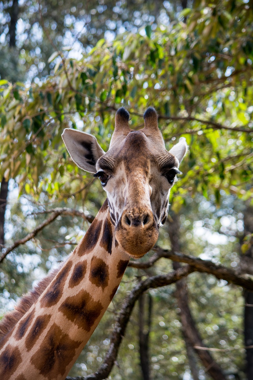 giraffe wildlife animals free photo