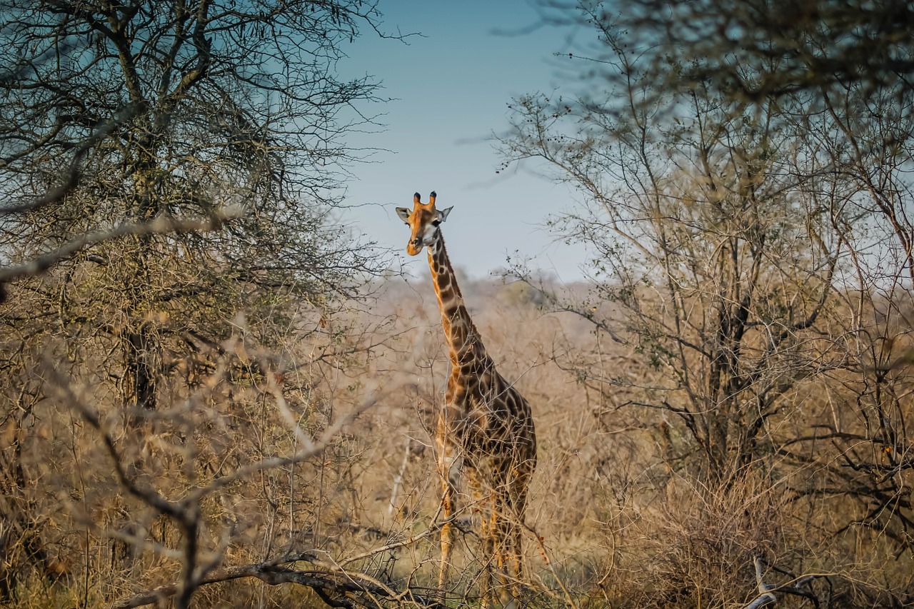 giraffe wildlife african free photo