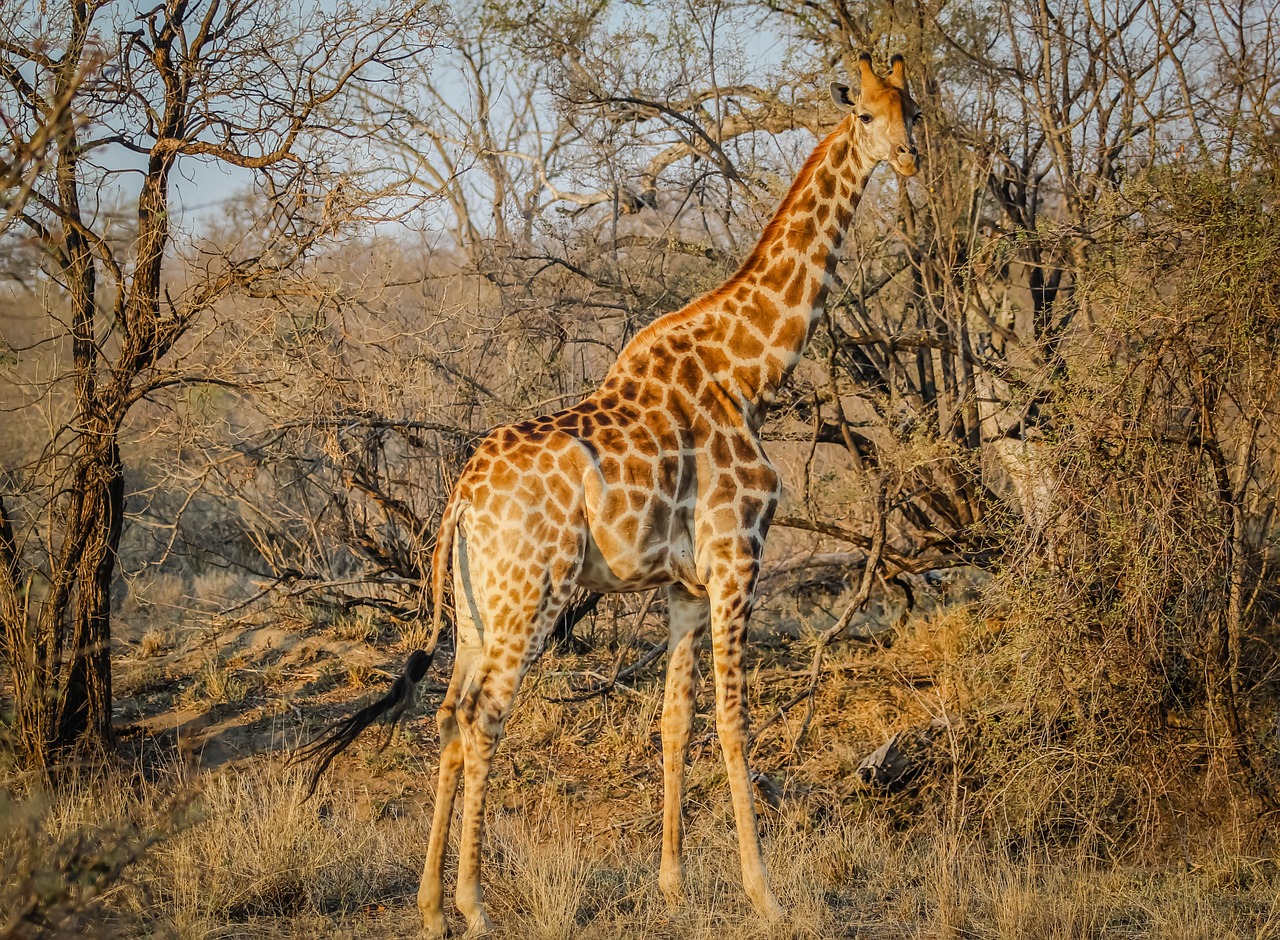 giraffe africa animal free photo