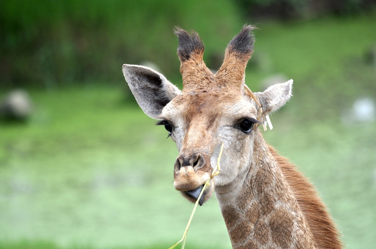 giraffe head cute free photo