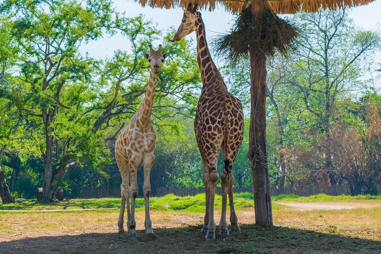 giraffe giraffes safari free photo