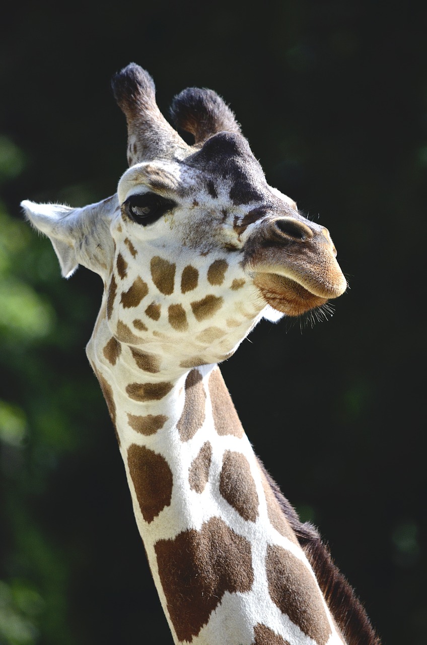 giraffe neck long jibe free photo