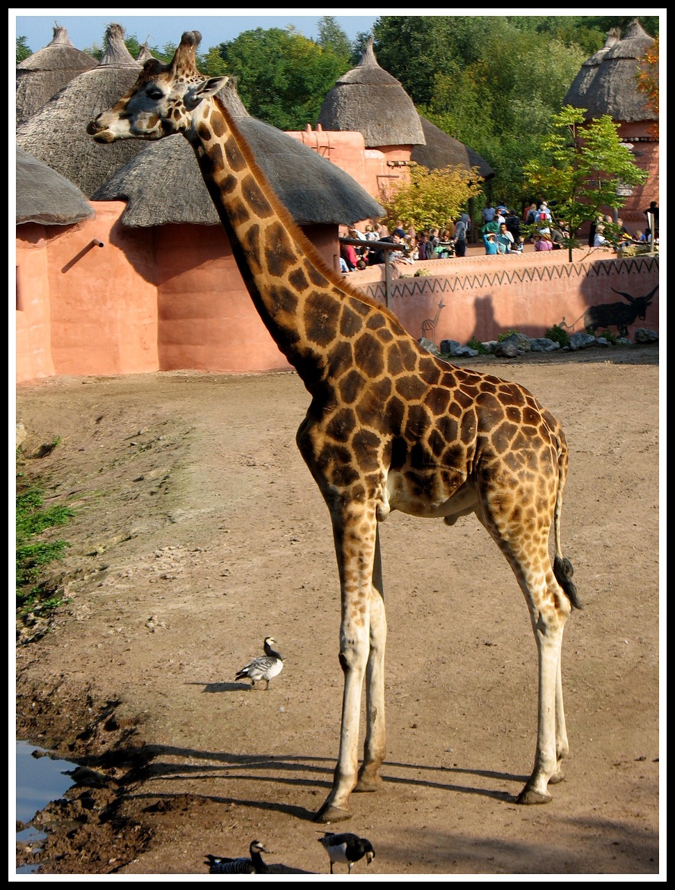 giraffe tall brown free photo