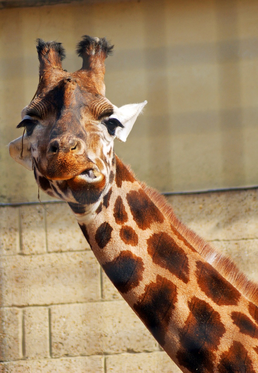 giraffe animal zoo free photo