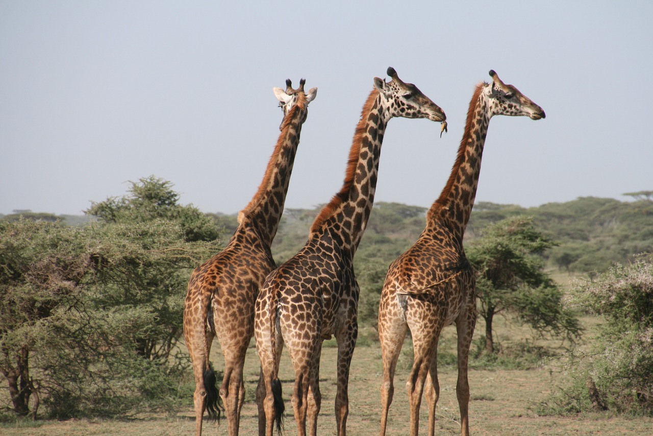 giraffe africa tanzania free photo