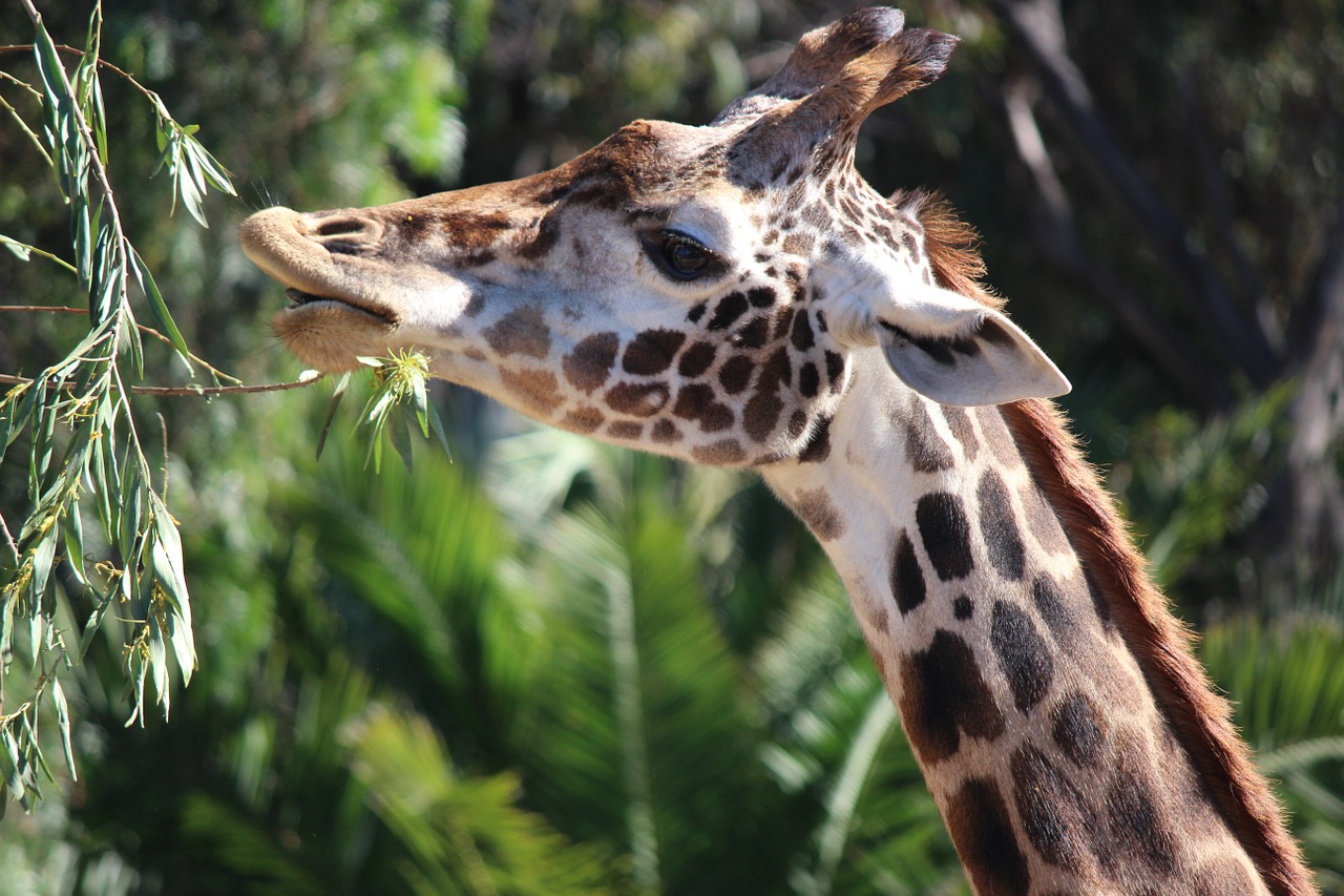 giraffe animal nature free photo