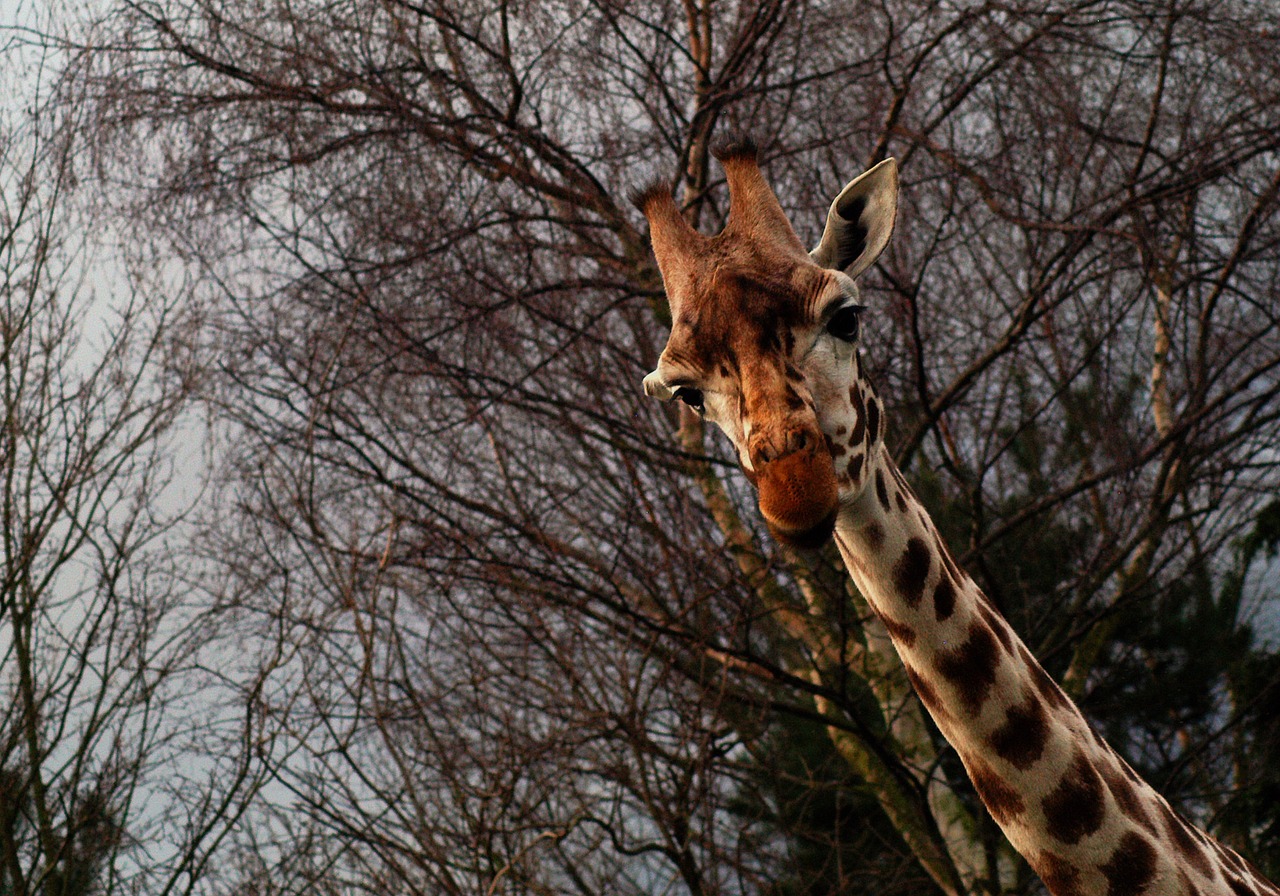 giraffe safari park free photo