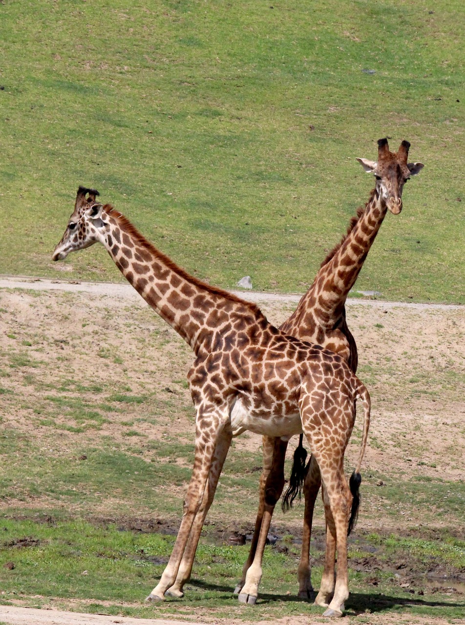 giraffe wildlife animal free photo