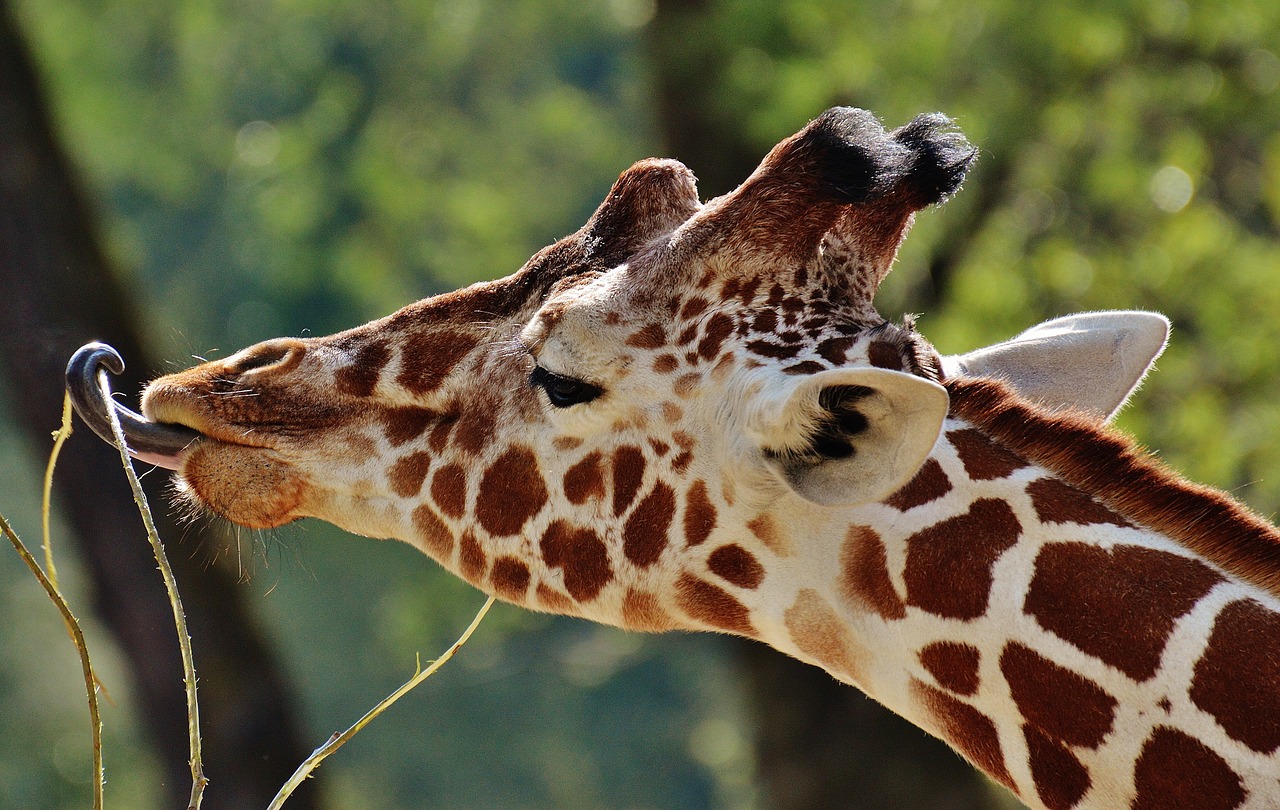 giraffe zoo animal free photo