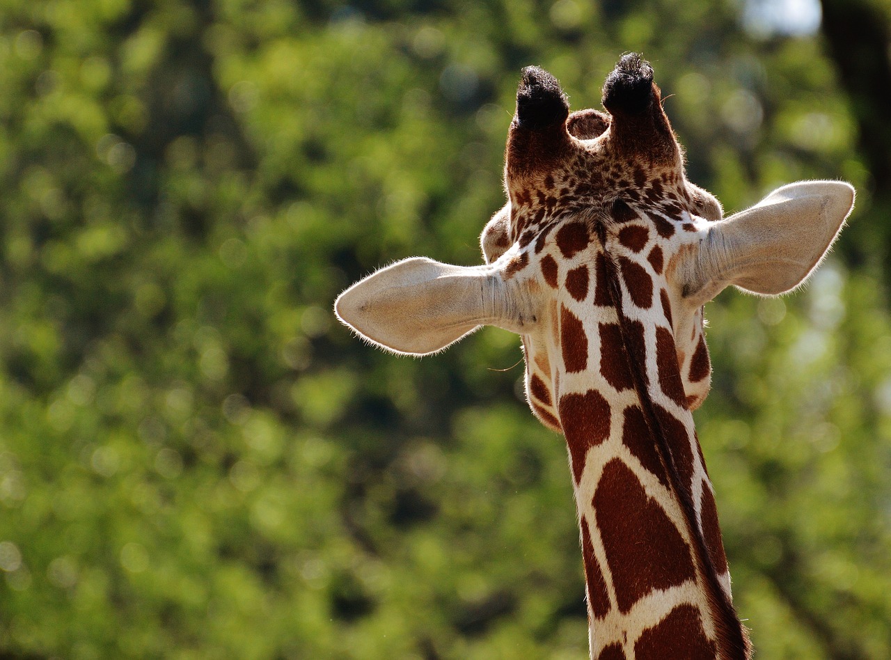 giraffe zoo animal free photo