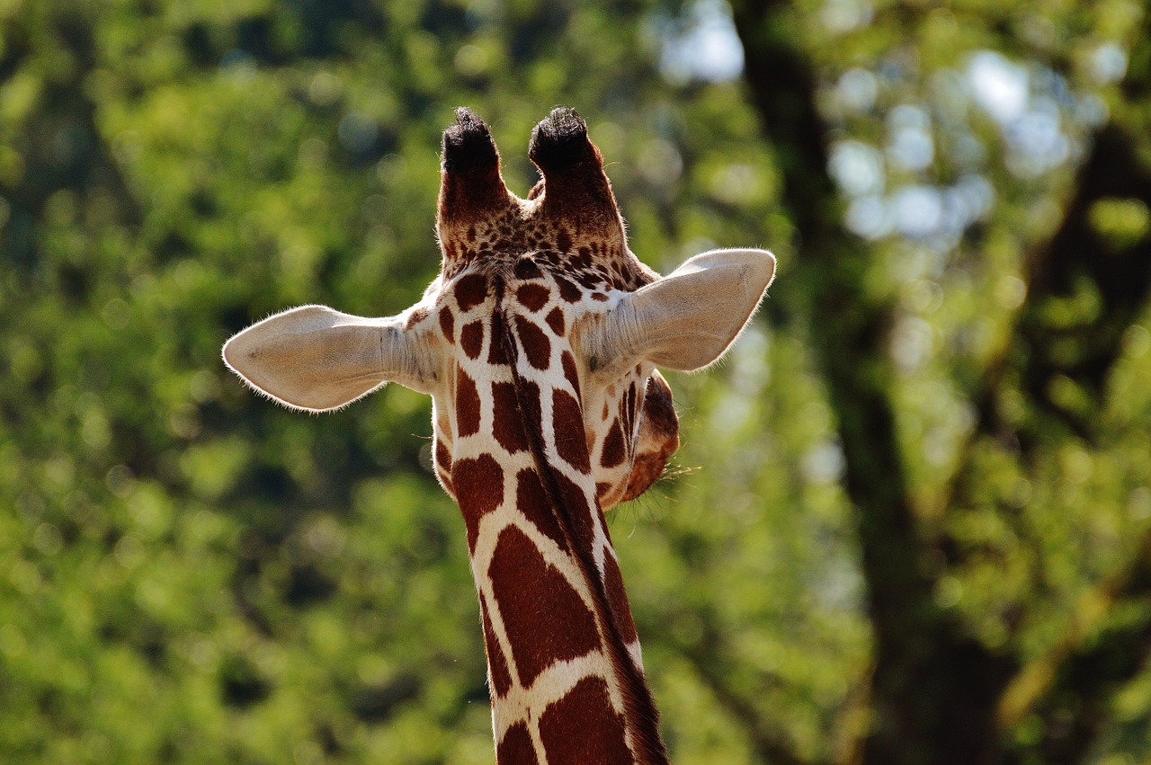 giraffe zoo animal free photo