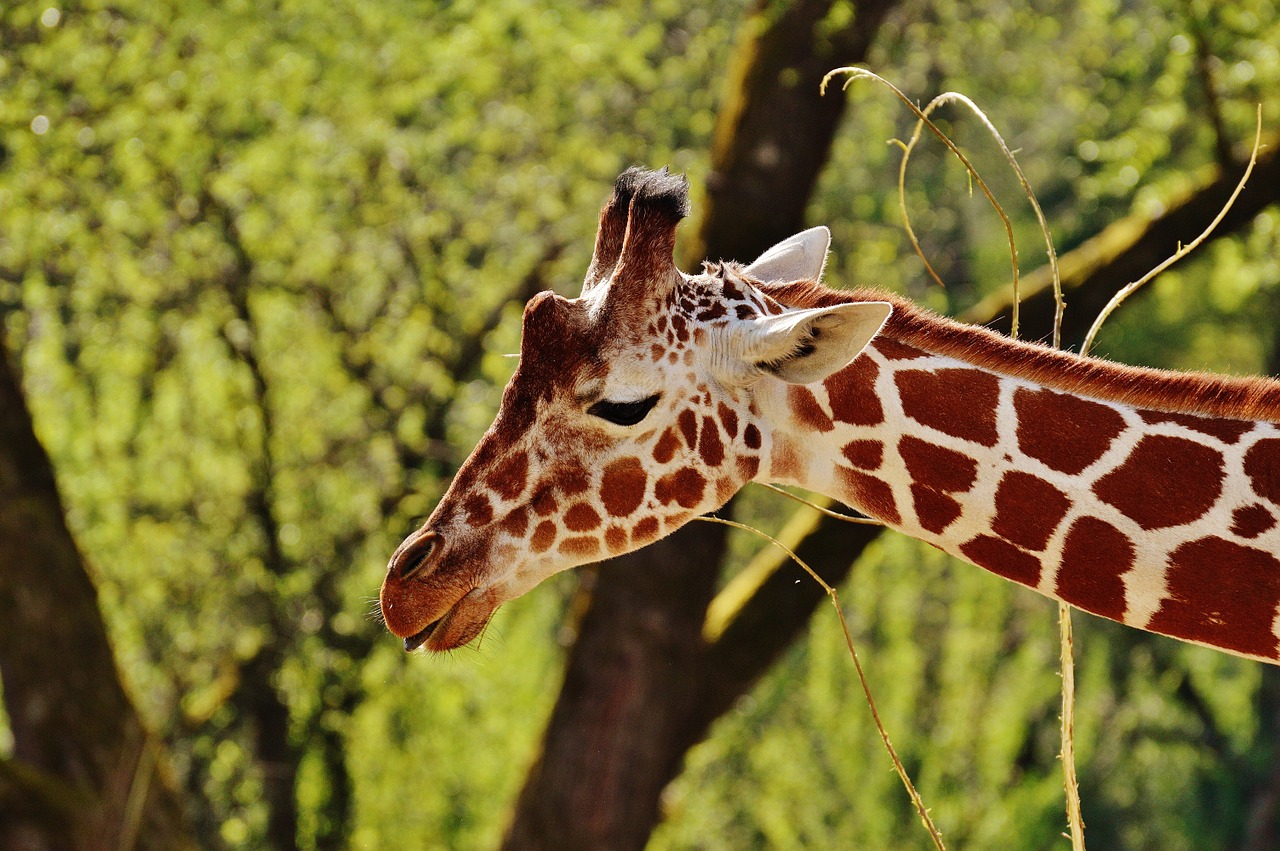 giraffe zoo animal free photo