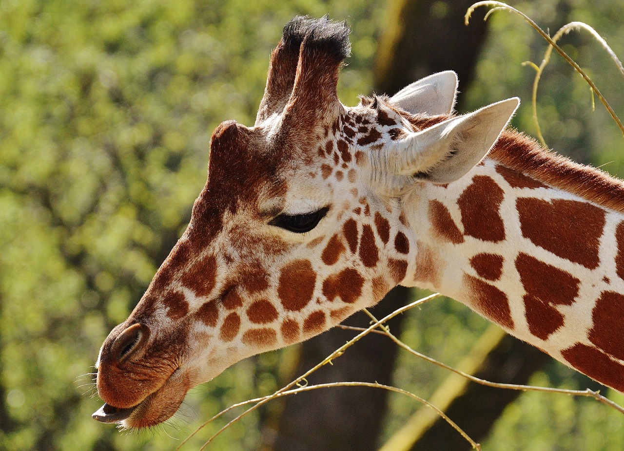 giraffe zoo animal free photo