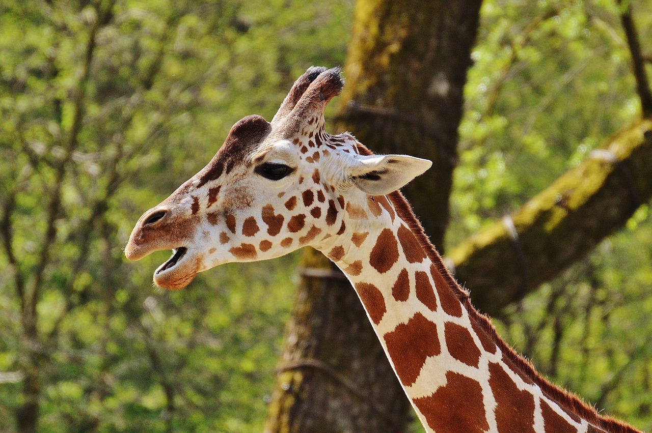 giraffe zoo animal free photo