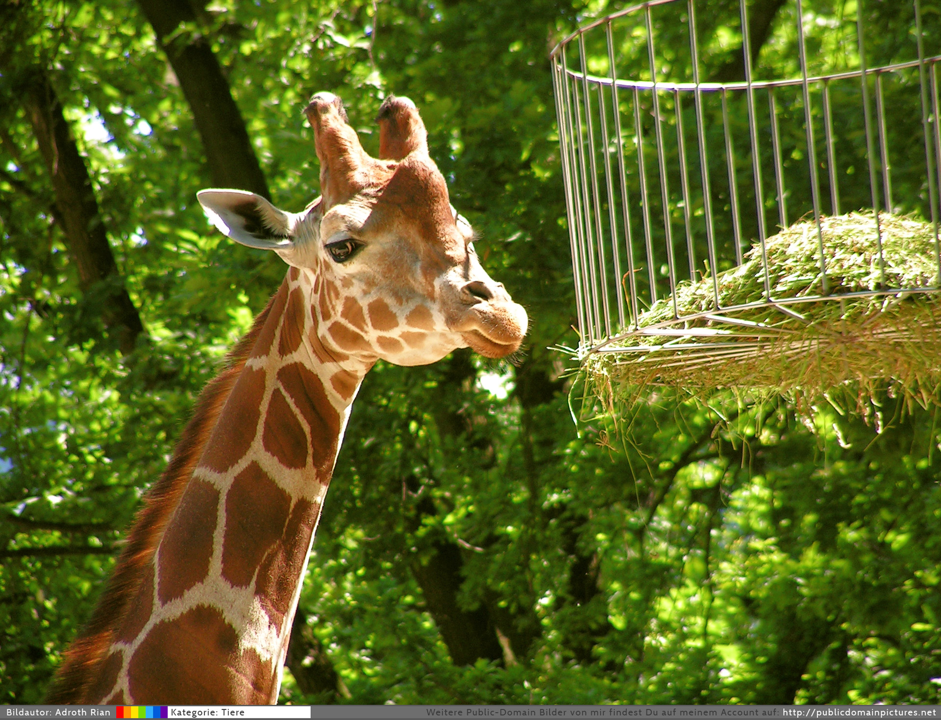 giraffe hay eating spots free photo