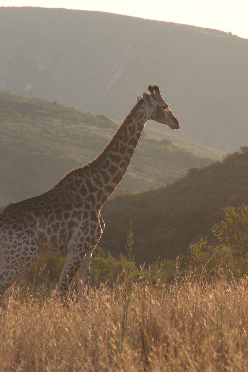 giraffe africa nature free photo