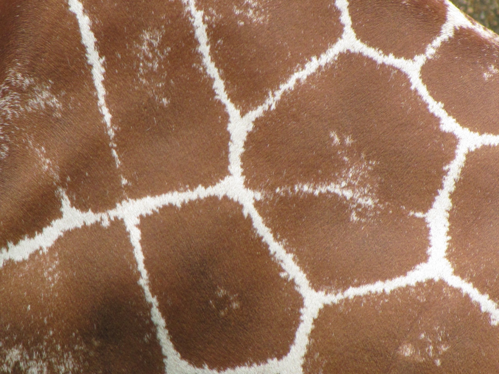 giraffe pattern brown free photo