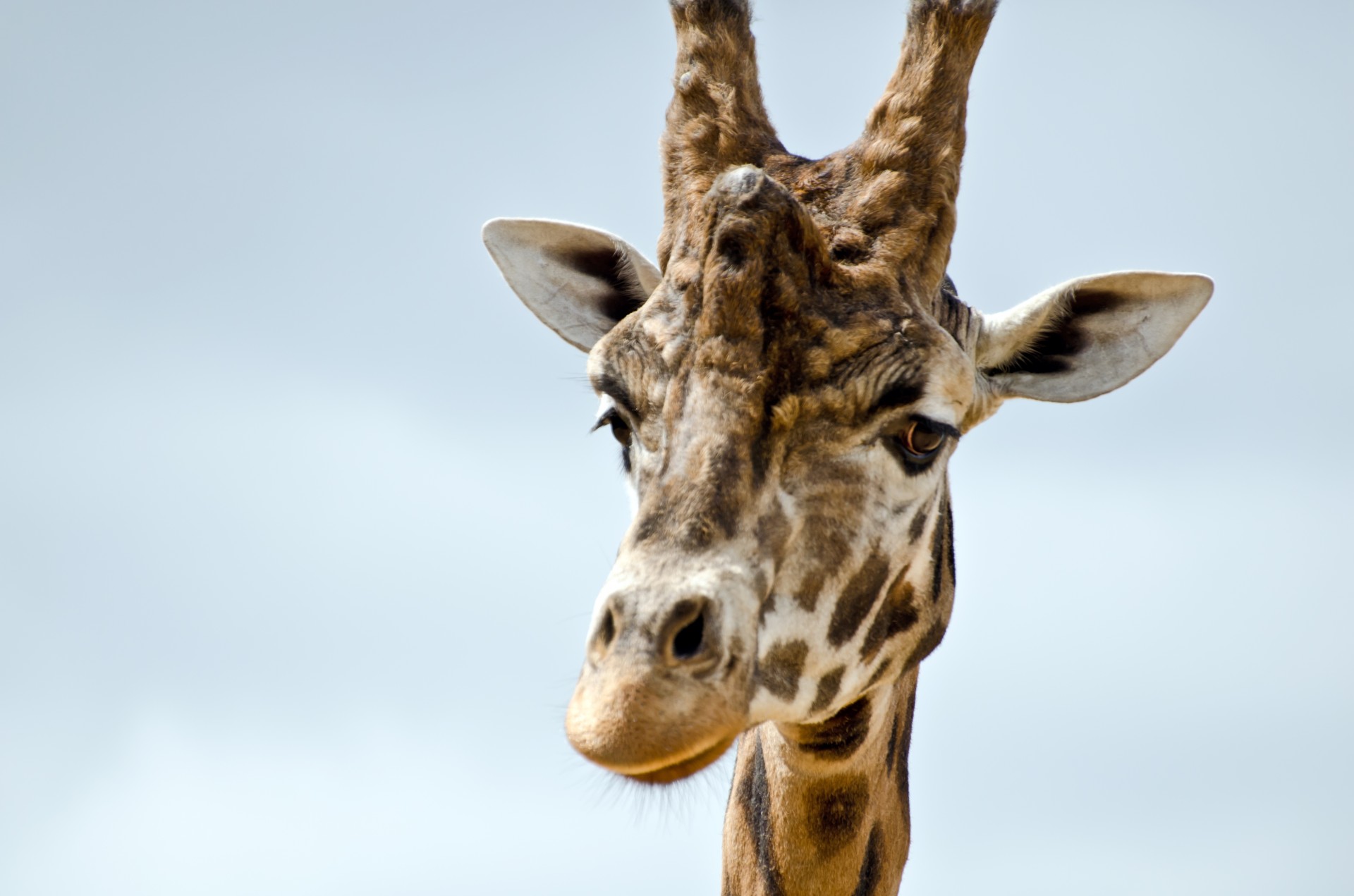 giraffe animal zoo free photo