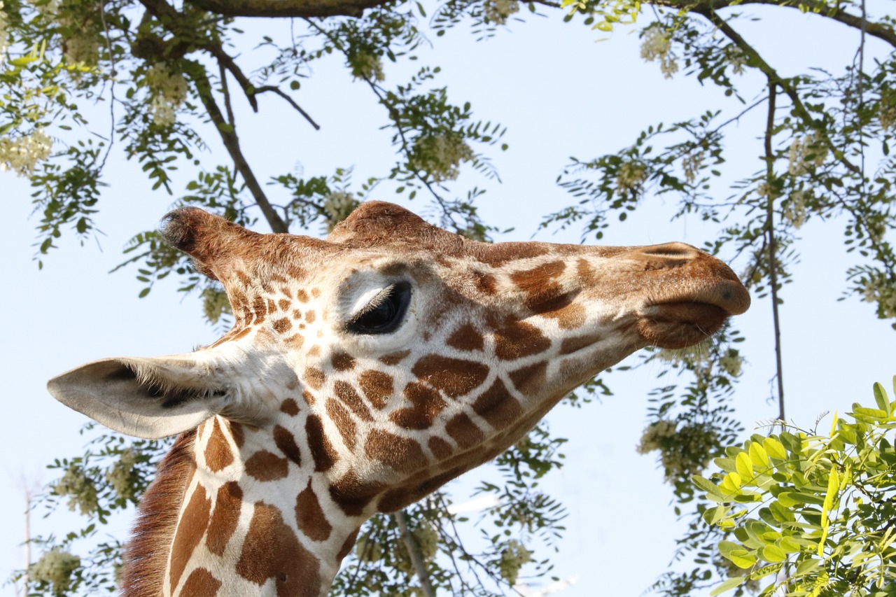 giraffe animal zoo free photo