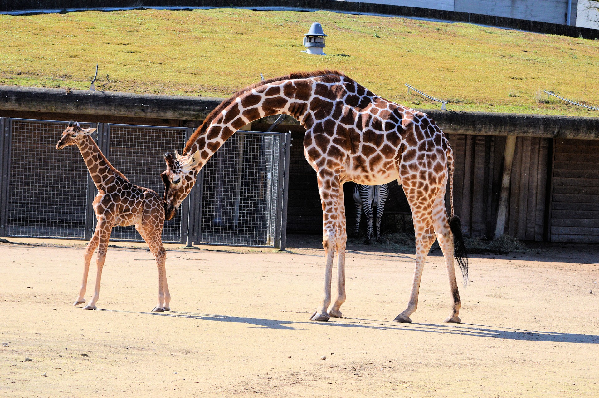 giraffe giraffa camelopardalis animal free photo