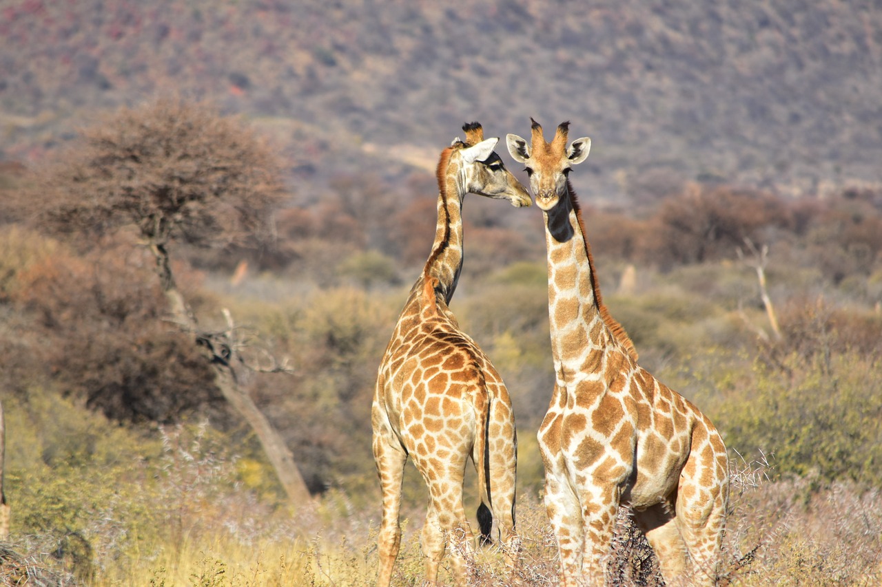 giraffe african wild free photo