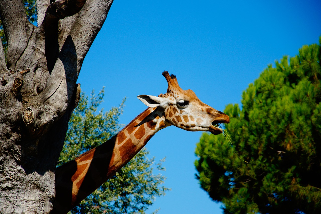 giraffe eat head free photo