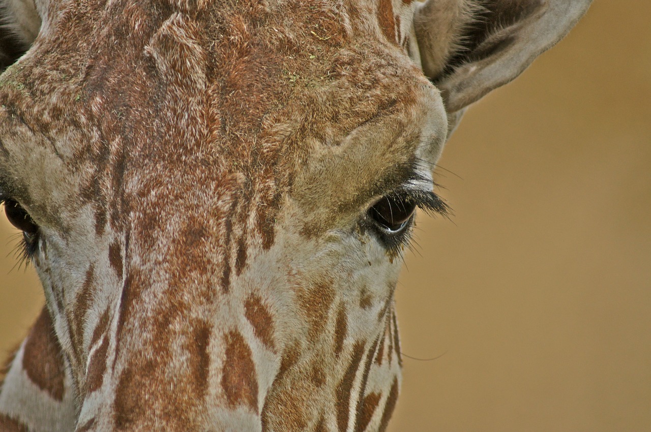 giraffe zoo animal free photo