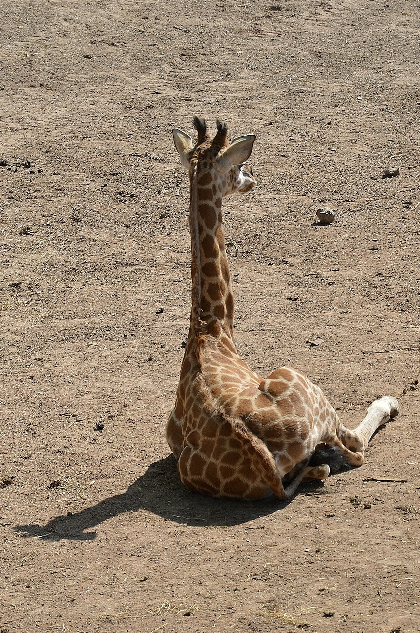 giraffe baby sitting free photo