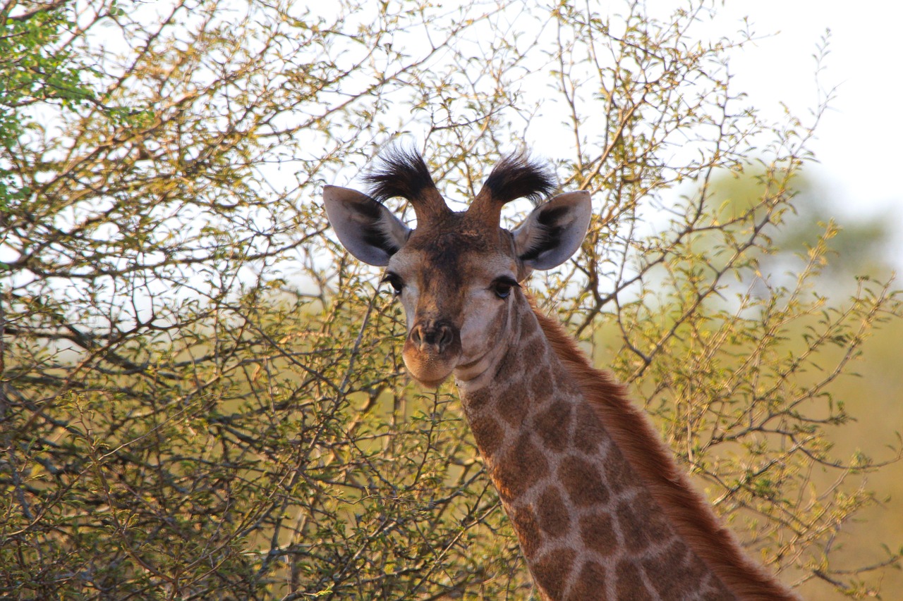 giraffe south africa animals free photo