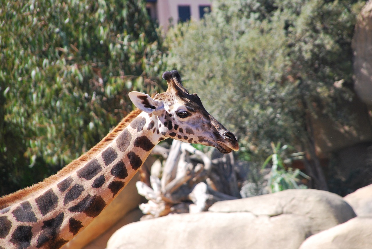 giraffe zoo nature free photo