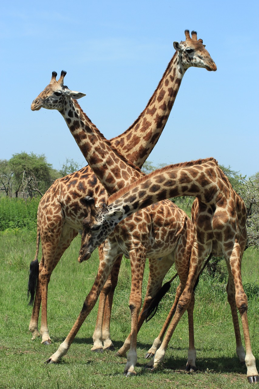 giraffe tanzania safari free photo