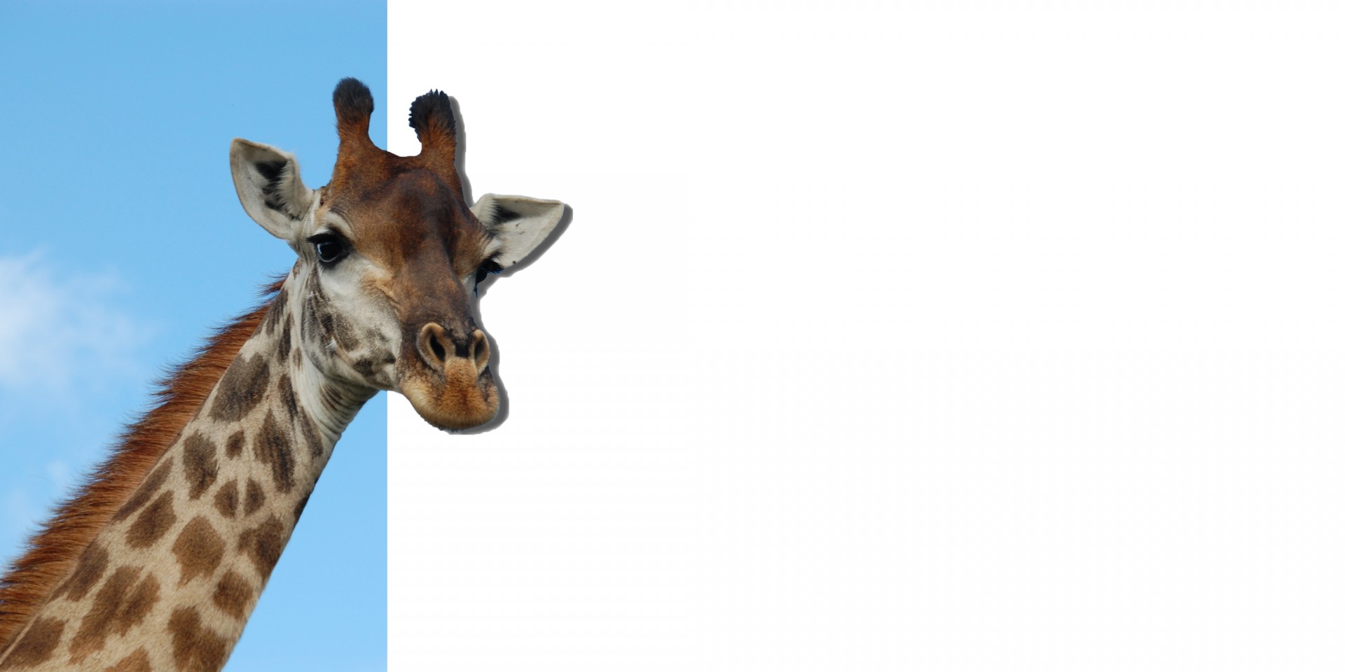 giraffe head face free photo