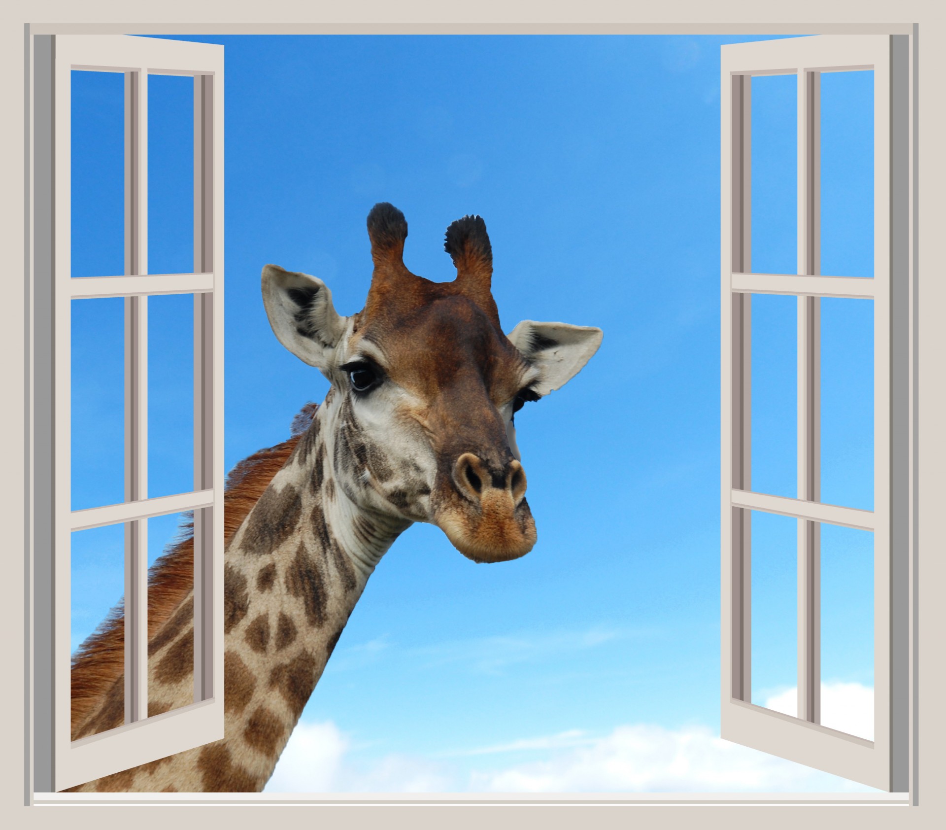 giraffe window looking free photo