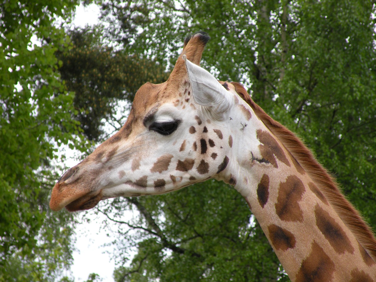 giraffe watch scout free photo