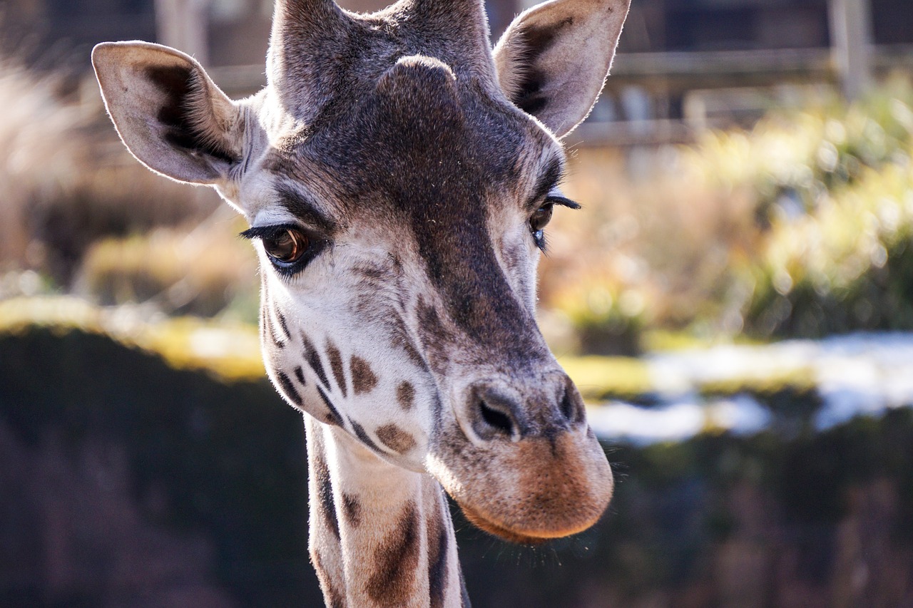 giraffe zoo netherlands free photo