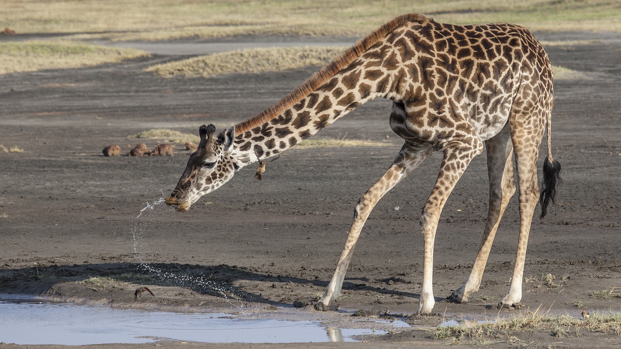 giraffe africa wild free photo