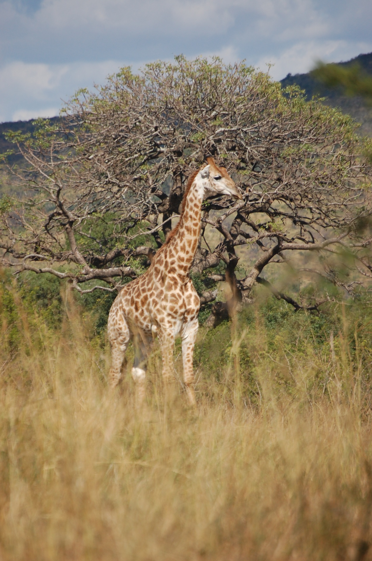 wildlife giraffe game drive free photo