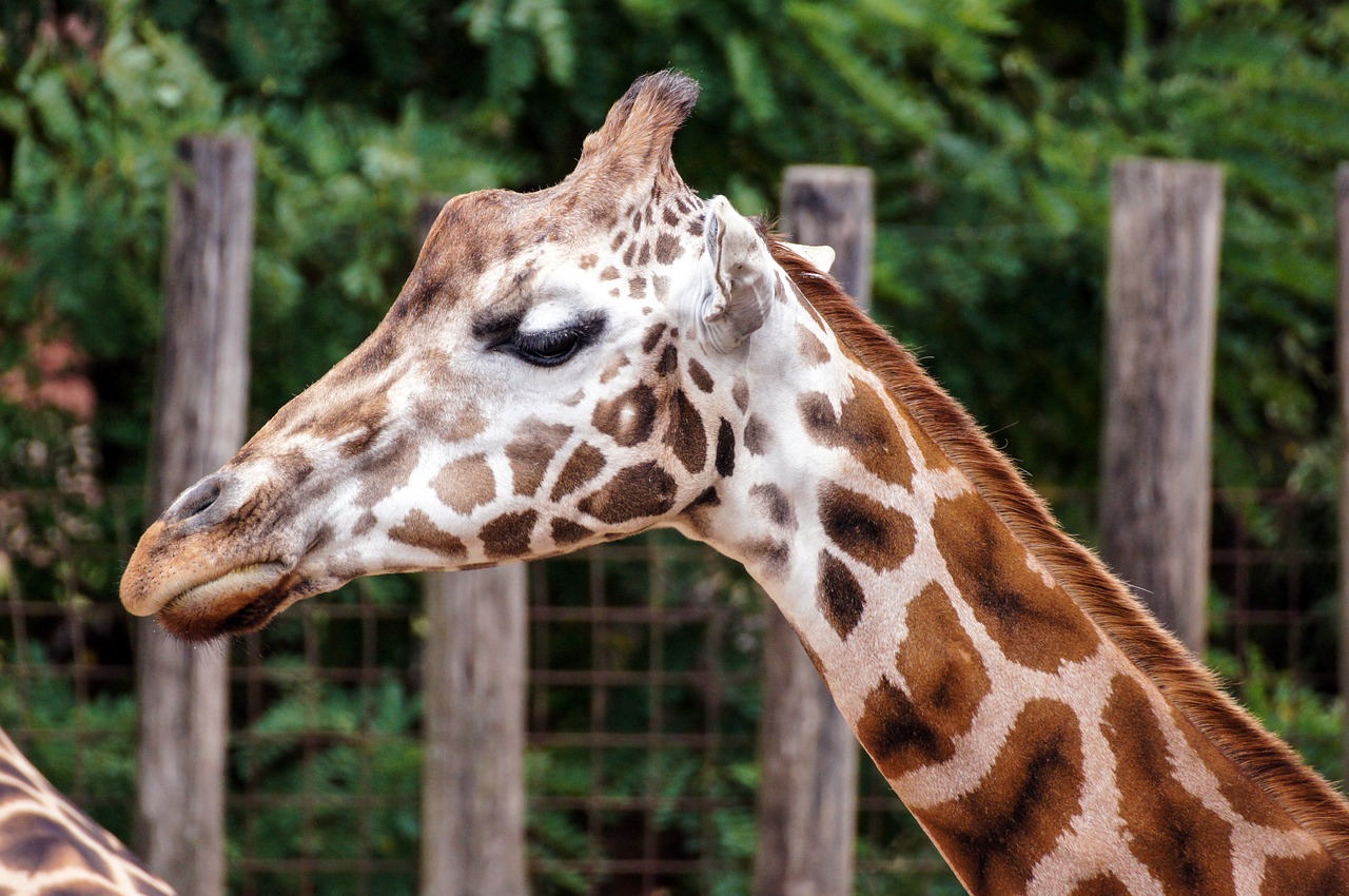 giraffe zoo mammal free photo