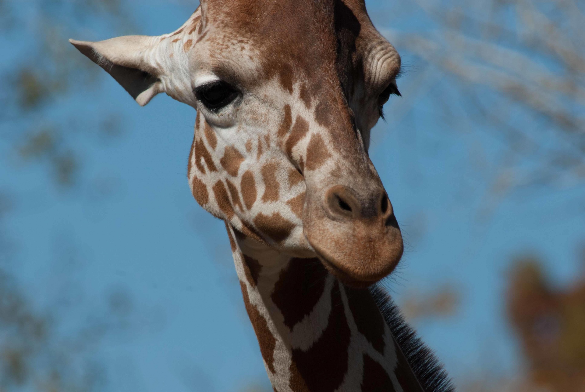 animal giraffe face free photo