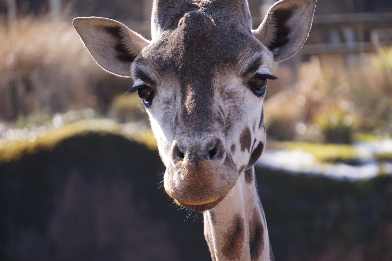 giraffe zoo mammal free photo