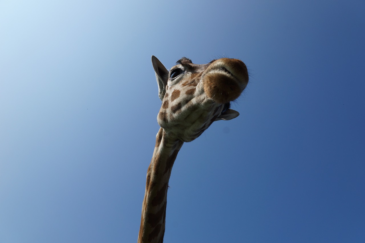 giraffe sky wild animal free photo