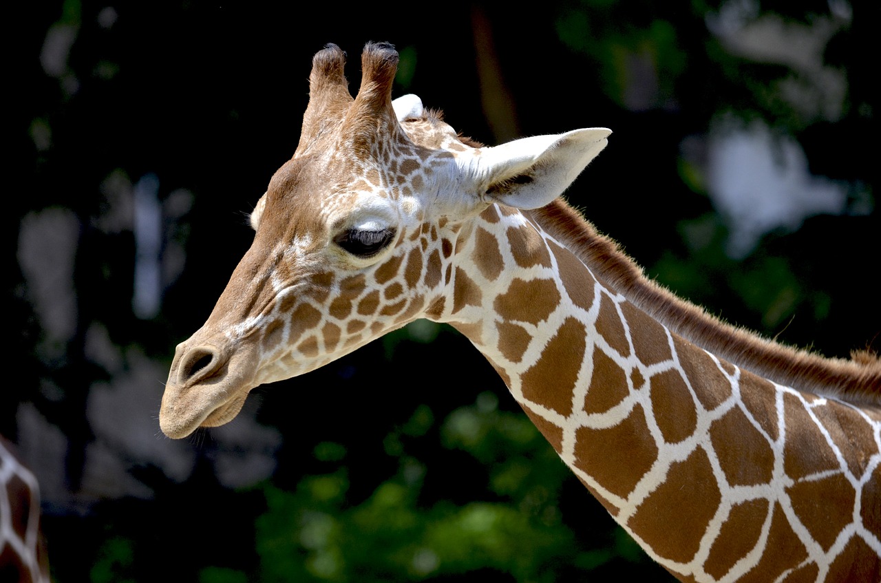 giraffe reticulated giraffe neck free photo