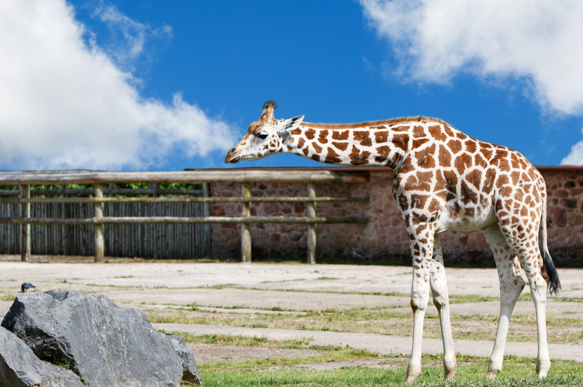 giraffe animal wild free photo