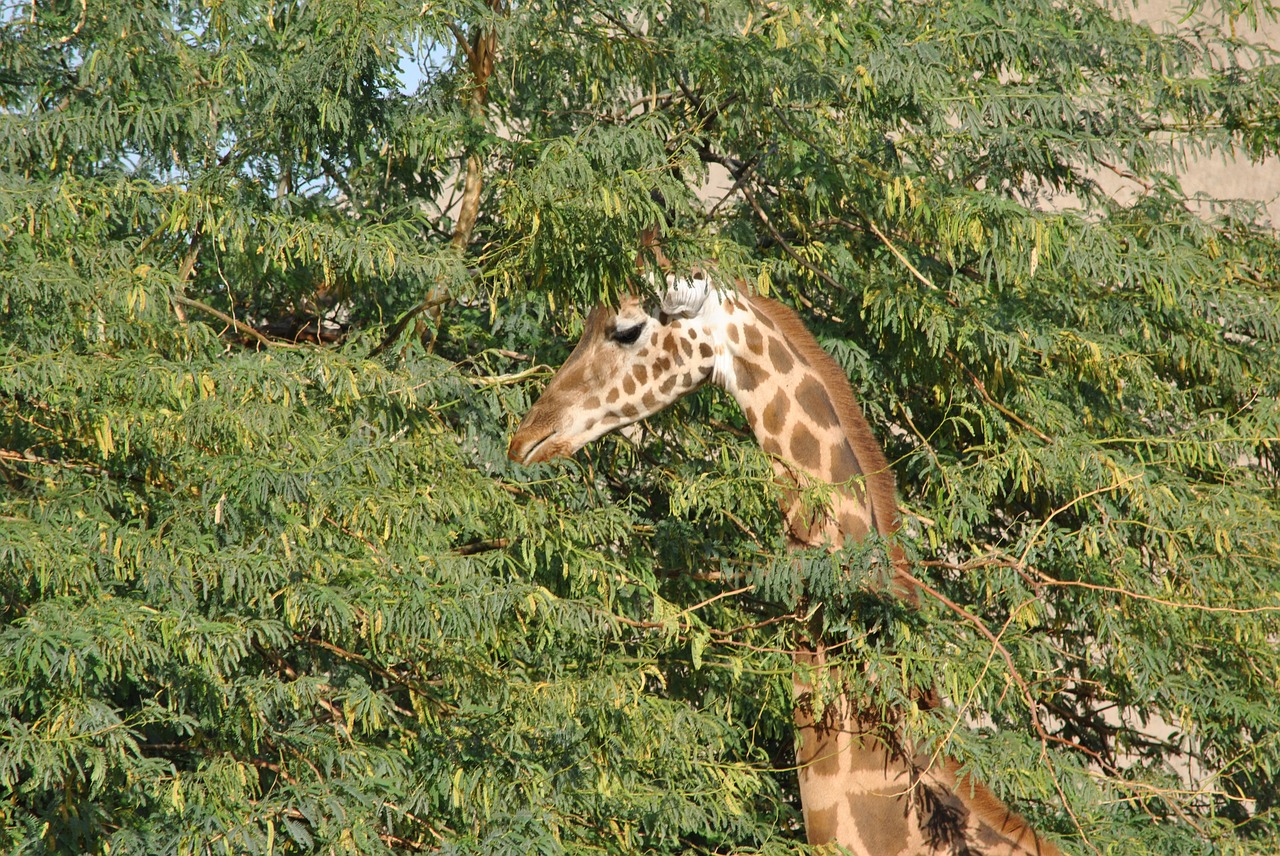 giraffe safari africa free photo