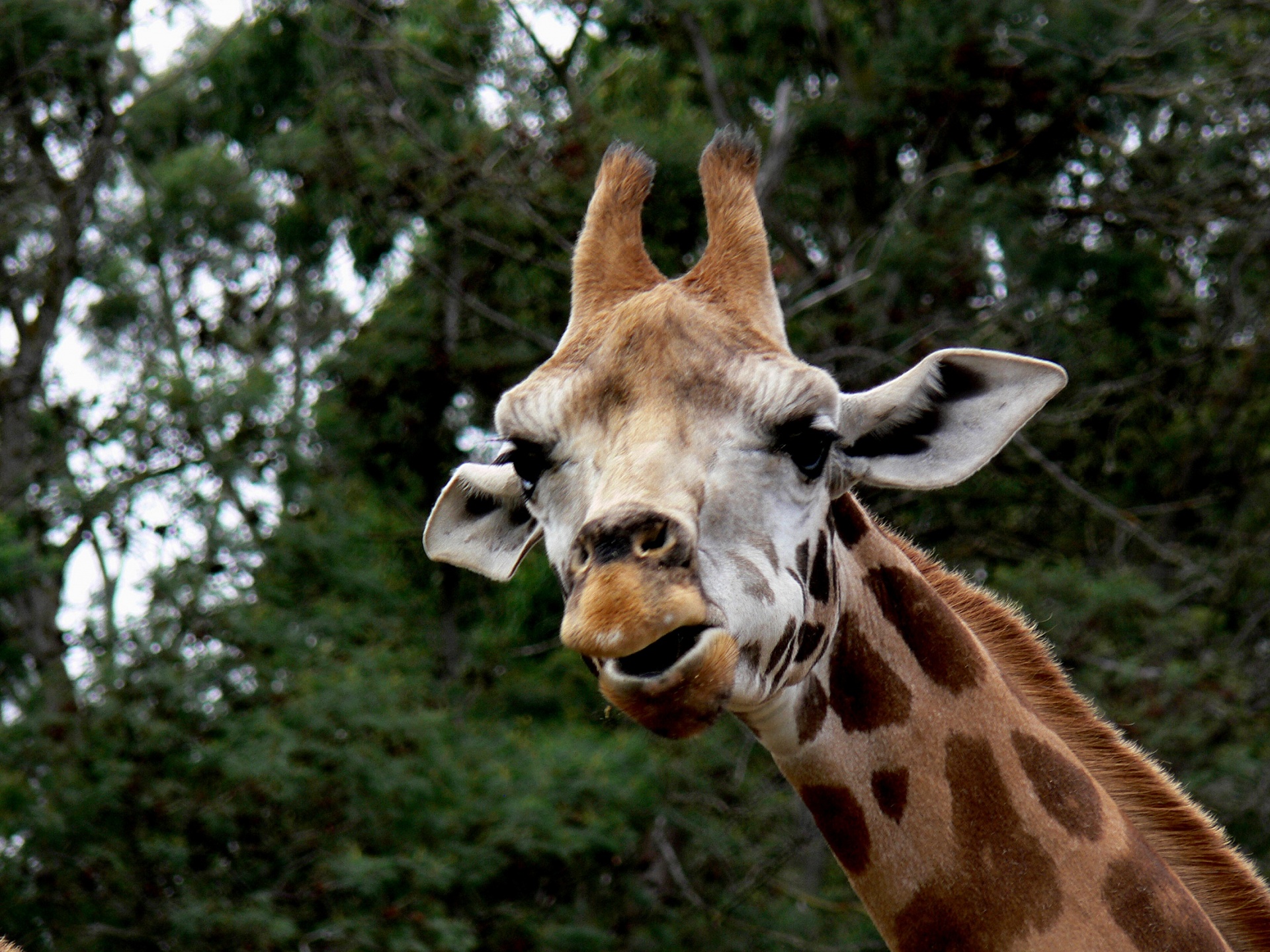 giraffe portrait head free photo