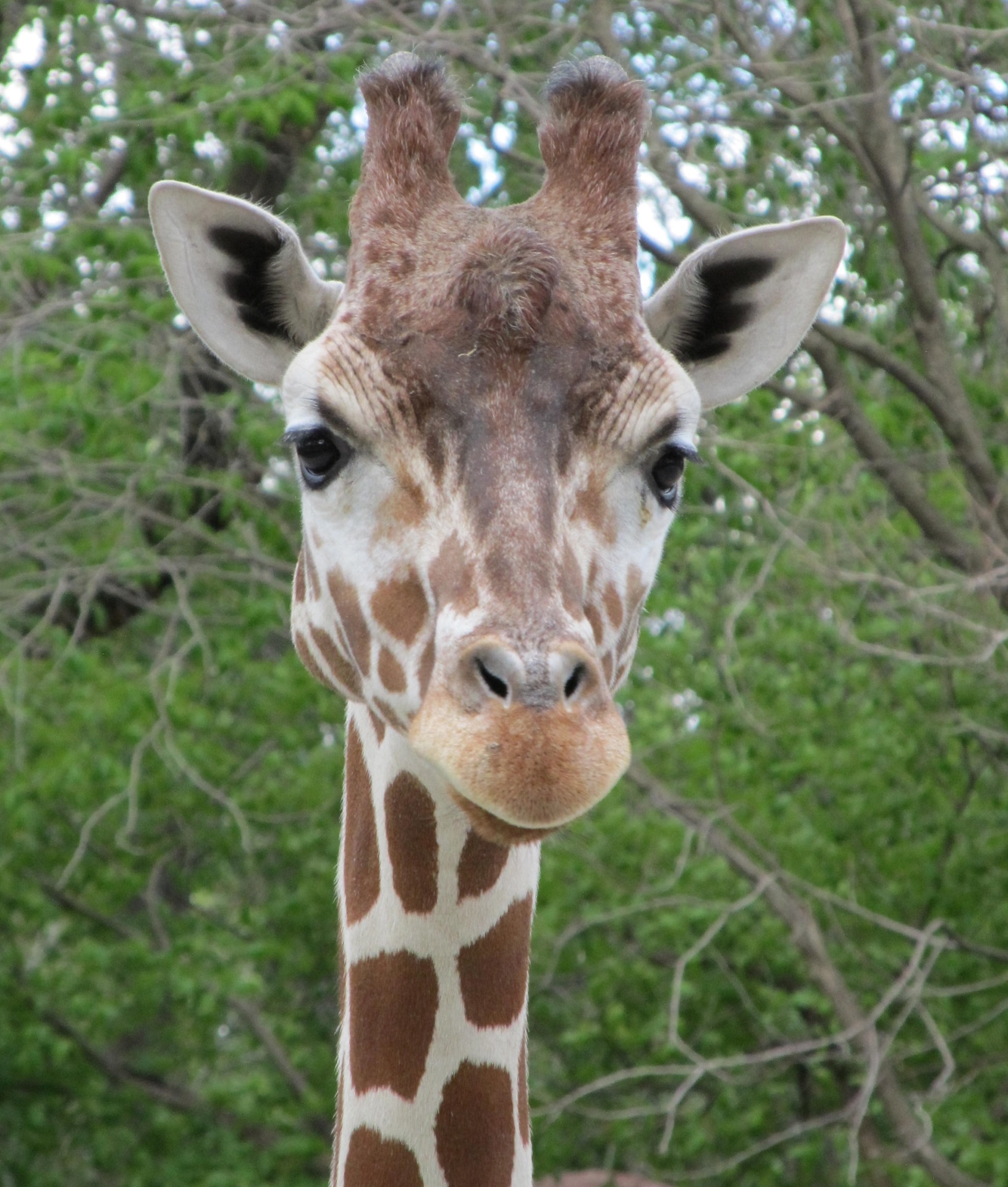 giraffe portrait head free photo