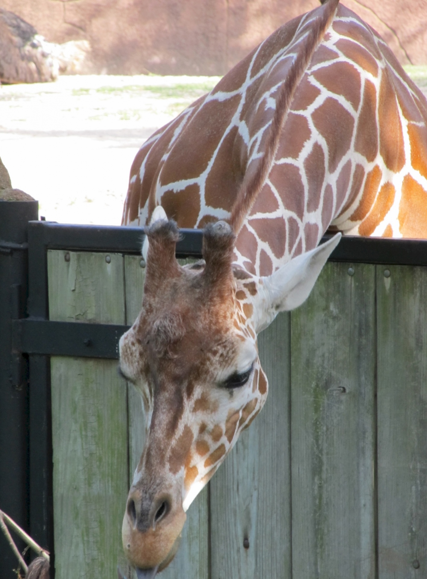 giraffe portrait head free photo