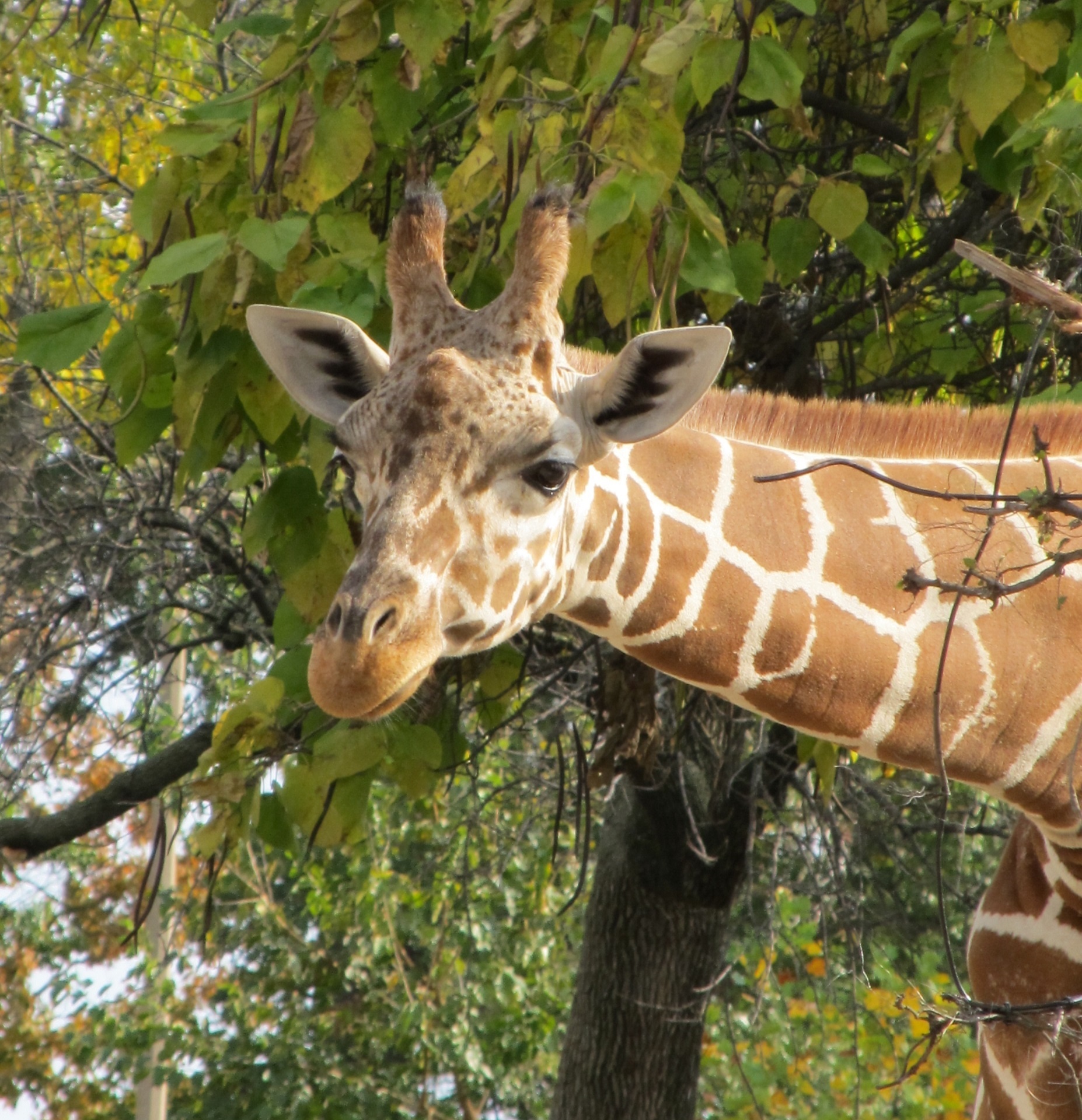 giraffe portrait head free photo