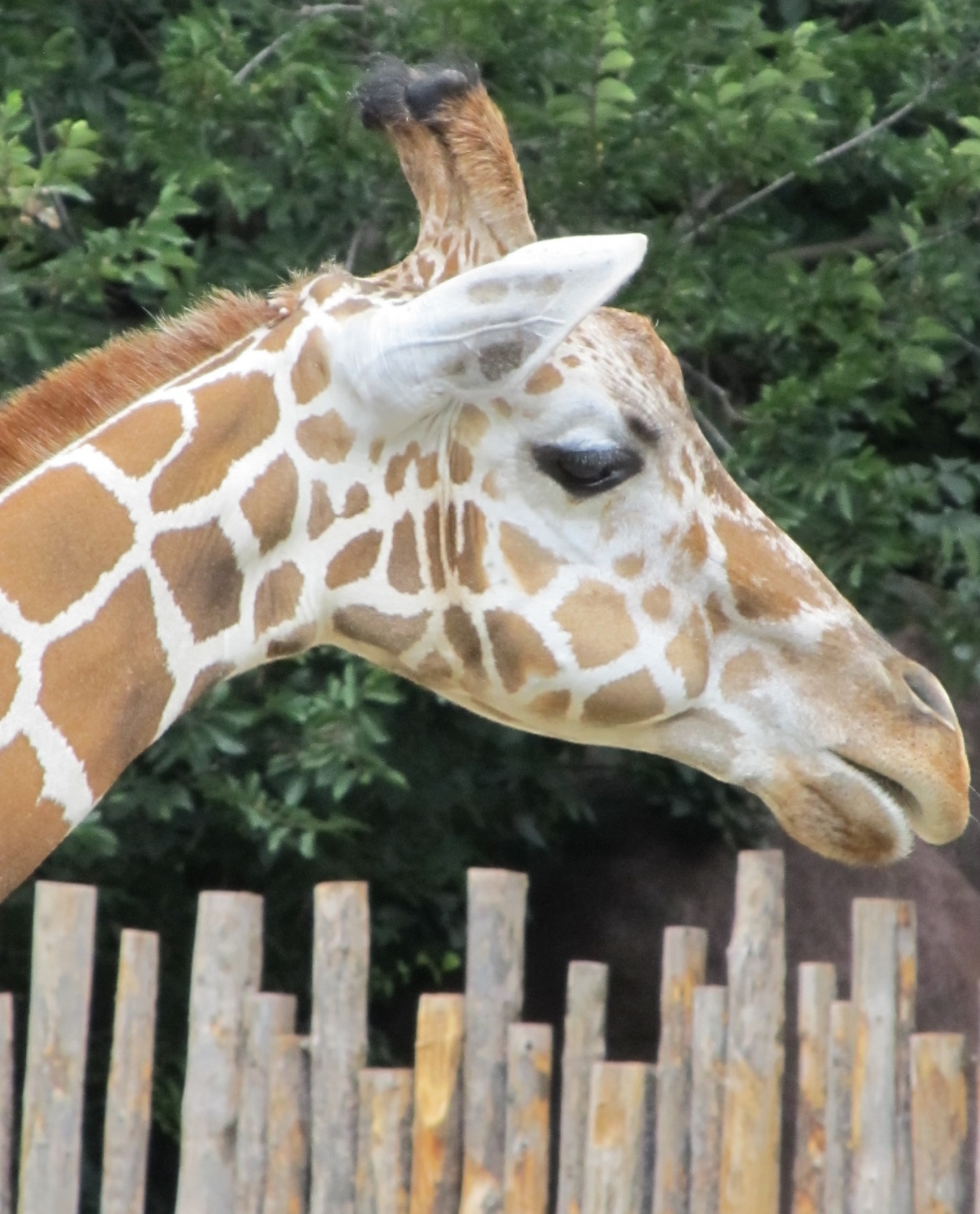 giraffe portrait head free photo